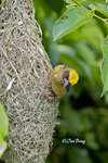 140417274Nc Baya Weaver 黄胸織布鳥