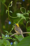 140417306Nc Baya Weaver 黄胸織布鳥