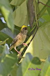 140417307Nc Baya Weaver 黄胸織布鳥