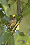 140417310Nc Baya Weaver 黄胸織布鳥