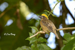 140417320Nc Baya Weaver 黄胸織布鳥