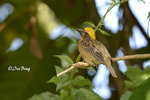 140417322Nc Baya Weaver 黄胸織布鳥
