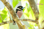 140418115Nc Black & Yellow Broadbill 黑黄闊咀鳥