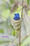 140417111Nc Black-naped Monarch (Male)  黑枕王鶲(公)