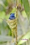 140417139Nc Black-naped Monarch (Male)  黑枕王鶲(公)