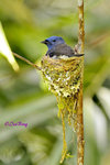 14041730Nc Black-naped Monarch (Female) 黑枕王鶲 (乸)