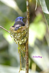 14041740Nc Black-naped Monarch (Female) 黑枕王鶲 (乸)