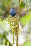 14041741Nc Black-naped Monarch (Male)  黑枕王鶲(公)