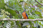 14041018Nc Blue-Eared Kingfisher 藍耳翠