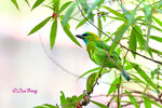 14040717Nc Golden-naped Barbet 金枕拟鴷
