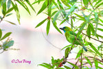 14040718Nc Golden-naped Barbet 金枕拟鴷