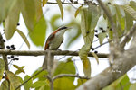 14041818Nc Chestnut-Backed Scomotar-Babbler 鈎嘴鶥