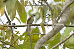 14041819Nc Chestnut-Backed Scomotar-Babbler 鈎嘴鶥
