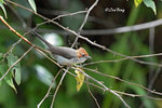 14040608Nc Chestnut-Crested Yuhina 栗冠风鹛