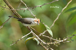 14040617Nc Chestnut-Crested Yuhina 栗冠风鹛
