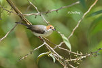 14040618Nc Chestnut-Crested Yuhina 栗冠风鹛