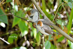 14040621Nc Chestnut-Crested Yuhina 栗冠风鹛