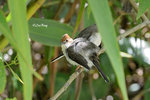 14040626Nc Chestnut-Crested Yuhina 栗冠风鹛