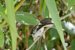 14040628Nc Chestnut-Crested Yuhina 栗冠风鹛