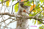 140407160Nc Chestnut-Crested Yuhina 栗冠风鹛
