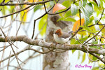 140407161Nc Chestnut-Crested Yuhina 栗冠风鹛