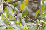 140407174Nc Chestnut-Crested Yuhina 栗冠风鹛