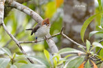 140407175Nc Chestnut-Crested Yuhina 栗冠风鹛