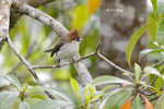 140407180Nc Chestnut-Crested Yuhina 栗冠风鹛