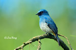 140407104Nc Indigo Flycatcher 婆羅洲獨有的鶲