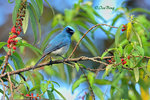 140407151Nc Indigo Flycatcher 婆羅洲獨有的鶲