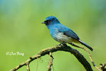 14040770Nc Indigo Flycatcher 婆羅洲獨有的鶲