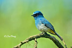 14040778Nc Indigo Flycatcher 婆羅洲獨有的鶲