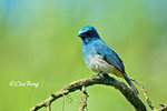14040785Nc Indigo Flycatcher 婆羅洲獨有的鶲