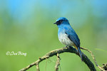 14040798Nc Indigo Flycatcher 婆羅洲獨有的鶲