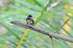 140408131Nc Pied Fantail 扇尾鶲