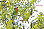 14041826Nc Red-bearded Bee-eater 紅鬚蜂虎