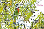 14041828Nc Red-bearded Bee-eater 紅鬚蜂虎