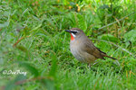 14040732Nc Siberian Rubythroat ( Male) 紅喉歌鴝