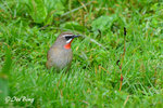 14040742Nc Siberian Rubythroat ( Male) 紅喉歌鴝