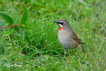 14040749Nc Siberian Rubythroat ( Male) 紅喉歌鴝