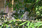 14041101Nc Long-tailed Macaque 猴子