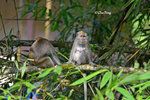 14041104Nc Long-tailed Macaque 猴子
