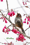 紋翼畫眉 Taiwan Barwing
100228146c