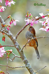 紋翼畫眉 Taiwan Barwing
100228148c