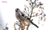 灰鷽(雌) Beavan's Bullfinch (Female)
100228191c