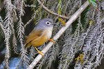 繡眼畫眉 Gray-cheeked Fulvetta
100301215c