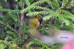 山紅頭 Red-headed Tree Babbler
100301219c