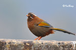 金翼白眉 Taiwan Laughing Thrush
100302002c