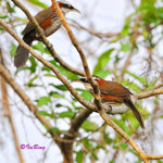 小彎咀 Streak-breasted Scimitar Babbler
100302080c