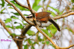 小彎咀 Streak-breasted Scimitar Babbler
100302081c